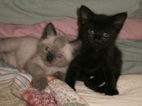 two kittens laying on a bed